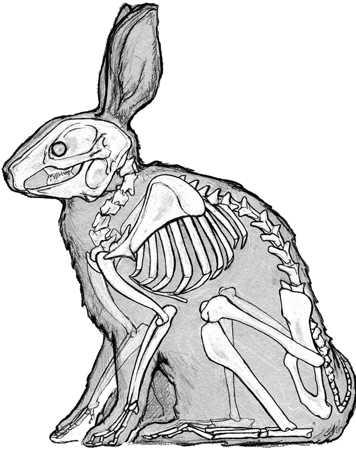 Скелет кролика референс. Анатомия кролика скелет. Скелет зайца анатомия. Кролик референс анатомия.