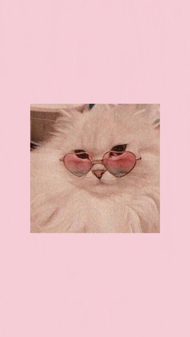 Kawaii Wallpaper Cute Cat Image By Kawaii Wallpaper Cute Cat Image By