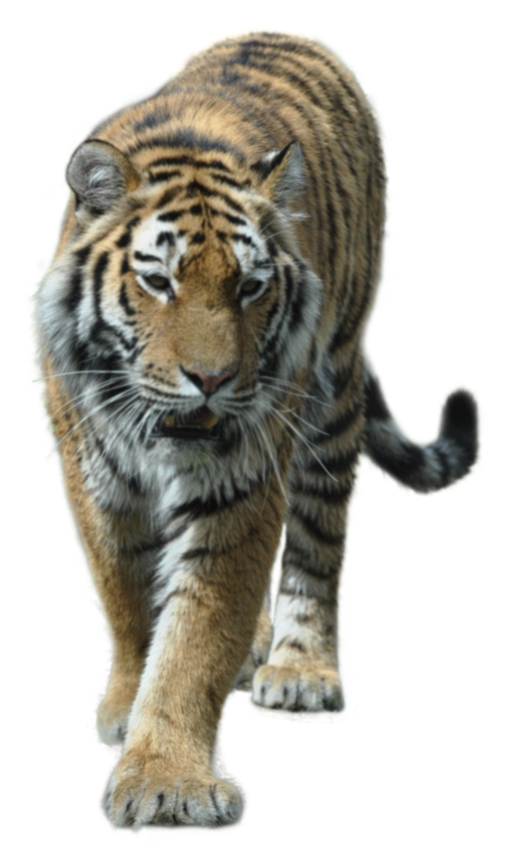 animal-tiger-cat-bigcat-freetoedit-sticker-by-b-ebrahim88