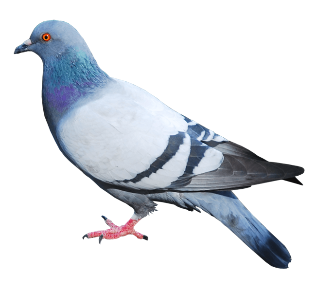 pigeon pigeons tumblr sticker stickers sticker by @broomo2