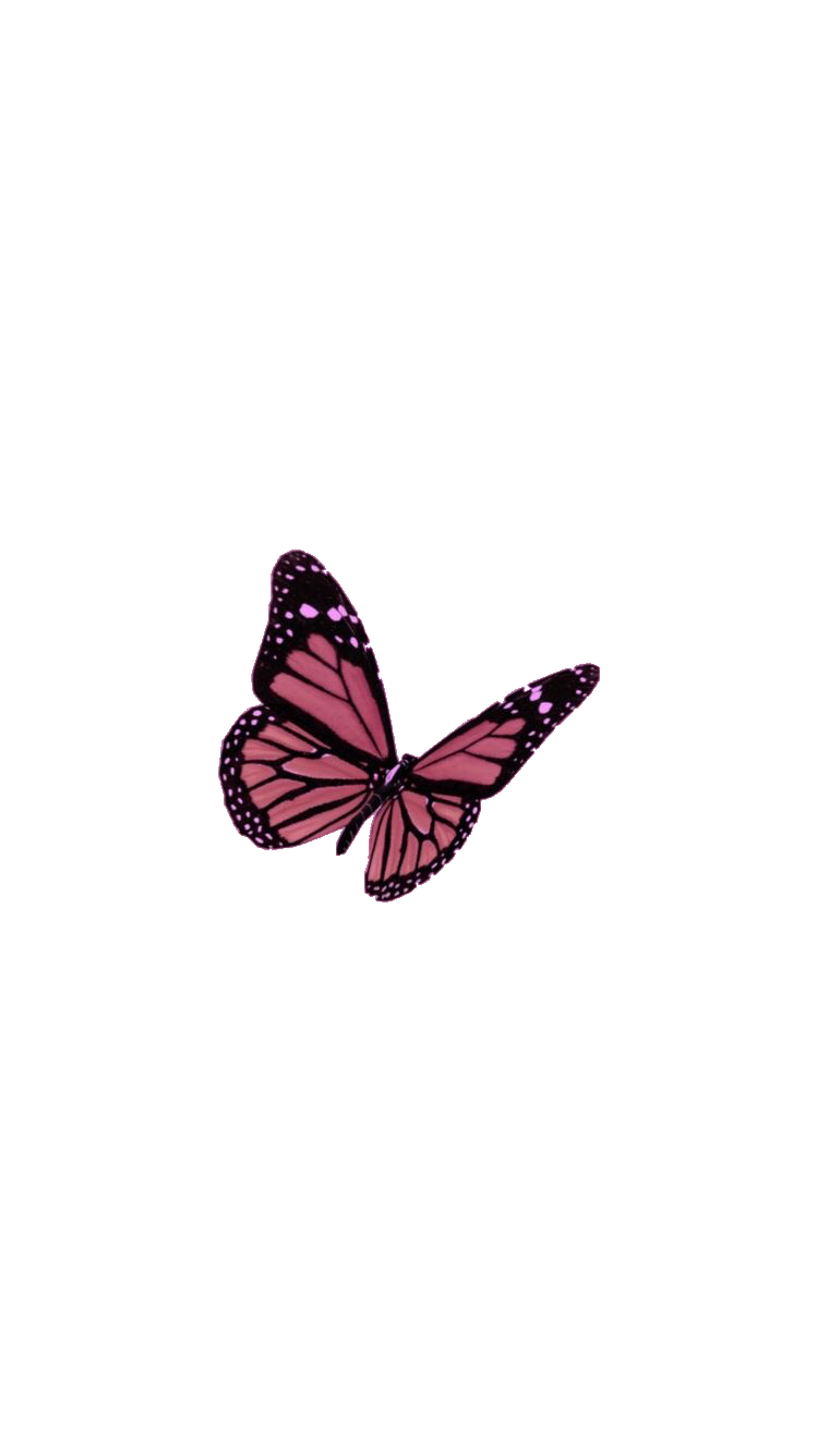 The Coolest Butterfly Stickers on Picsart