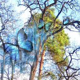 dreamtree @csefi blue butterfly tree freetoedit