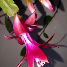 fiori cactus natura myphoto pcsinglestilllife
