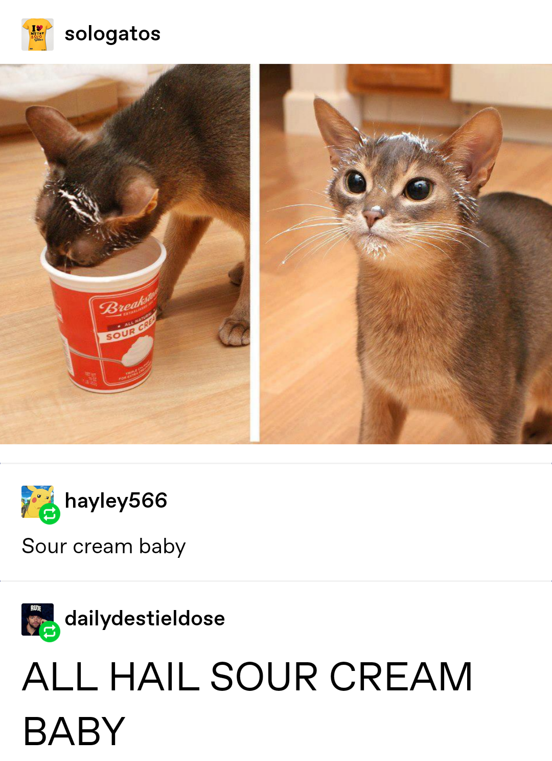 This visual is about cat cats cute tumblr meme Sour cream baby #cat #cats #...