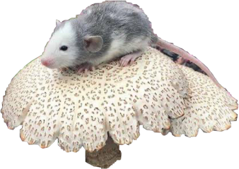 mouse mushroom mouseonamushroom cottagecore cute freetoedit