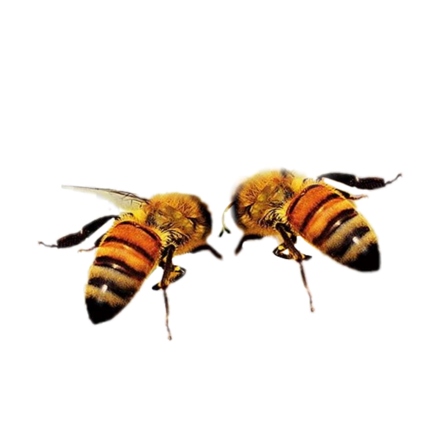 Пчела без фона. Пчела на белом фоне. Пчела на прозрачном фоне для фотошопа. Несколько пчел на белом фоне.