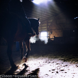 freetoedit horse pony gibson life pclightingthedark lightingthedark