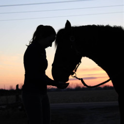 horse silhouette sunset