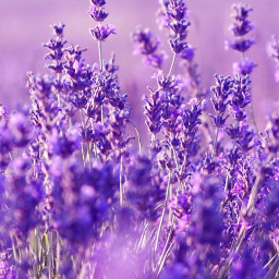 purple color aesthetic lavender