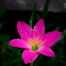 shotonphone flowerphotography redminote7 pcspringinyourcity springinyourcity spring photography