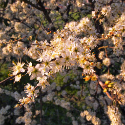 freetoedit flowers nature naturelovers white pcspringinyourcity