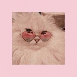 cat babypink aesthetic pink cataesthetic