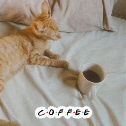 freetoedit coffee cat morning mood