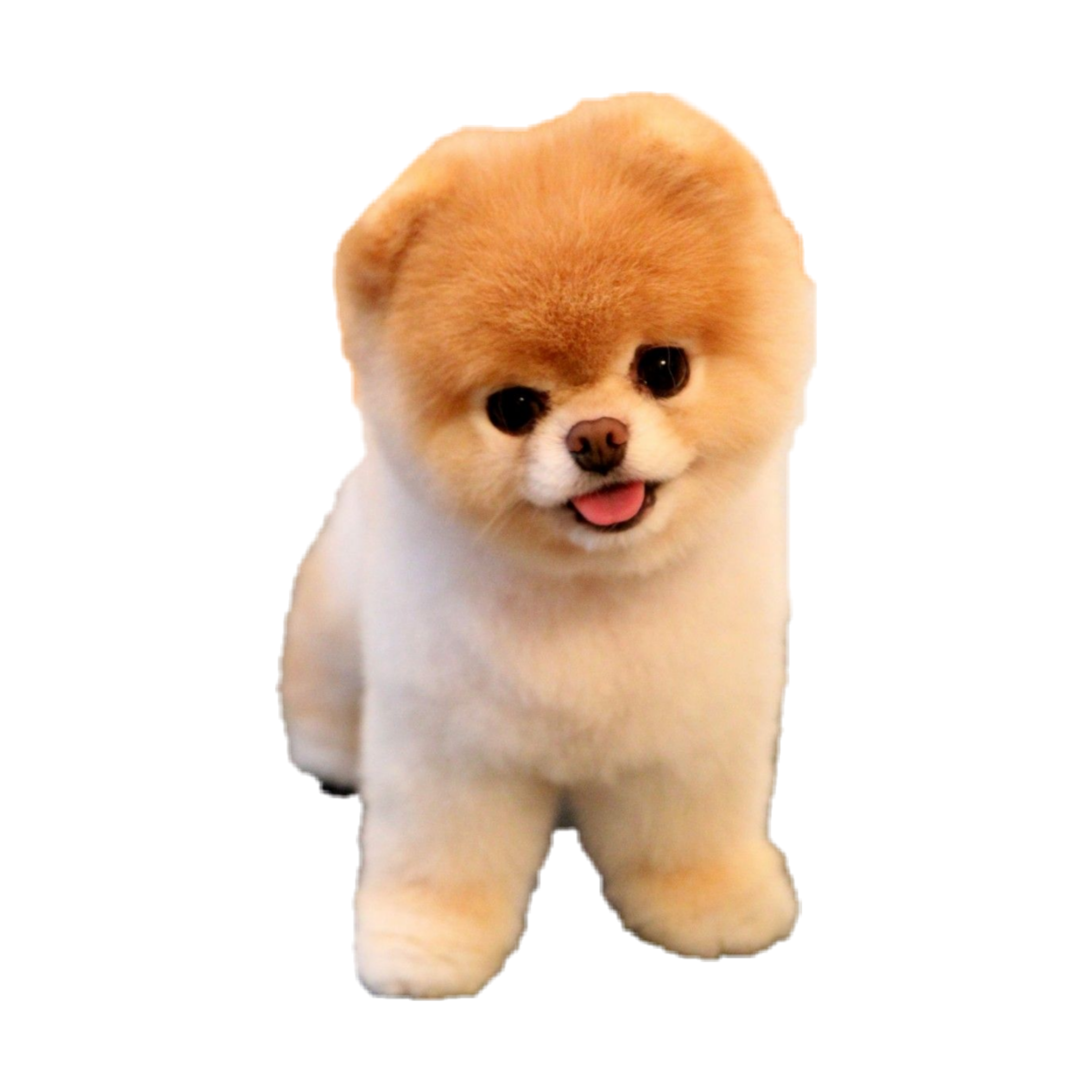 anjing freetoedit #anjing sticker by @novianasari91