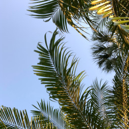 freetoedit palmtree palm tropica palmleaf