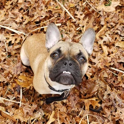 frenchbulldog dog pets fall leaves freetoedit pcpicsartpets picsartpets createfromhome stayinspired