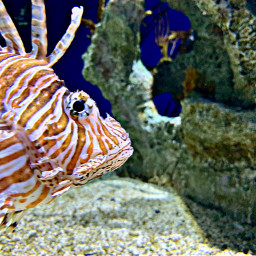fish aquarium lionfish coral reef