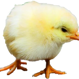 freetoedit sticker chicken babychick cute sceaster easter