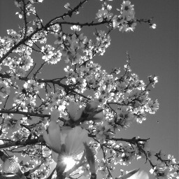 freetoedit cherryblossom blackandwhite flower nature freetoeditremix