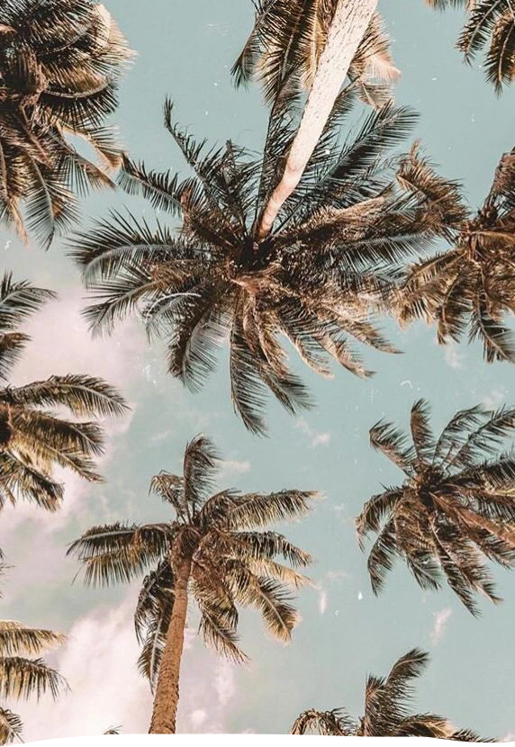 Vintage Palmtrees Beach Sticker By Kp ツ