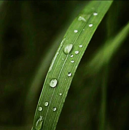 freetoedit nature green water raindrops pcgreenminimalism