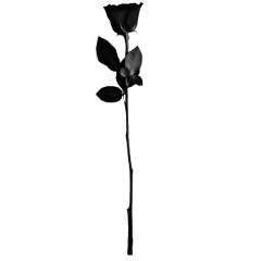 black rose blackrose aesthetic art freetoedit