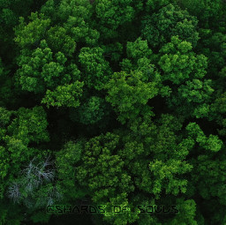 drone photography trees forest mavicpro freetoedit