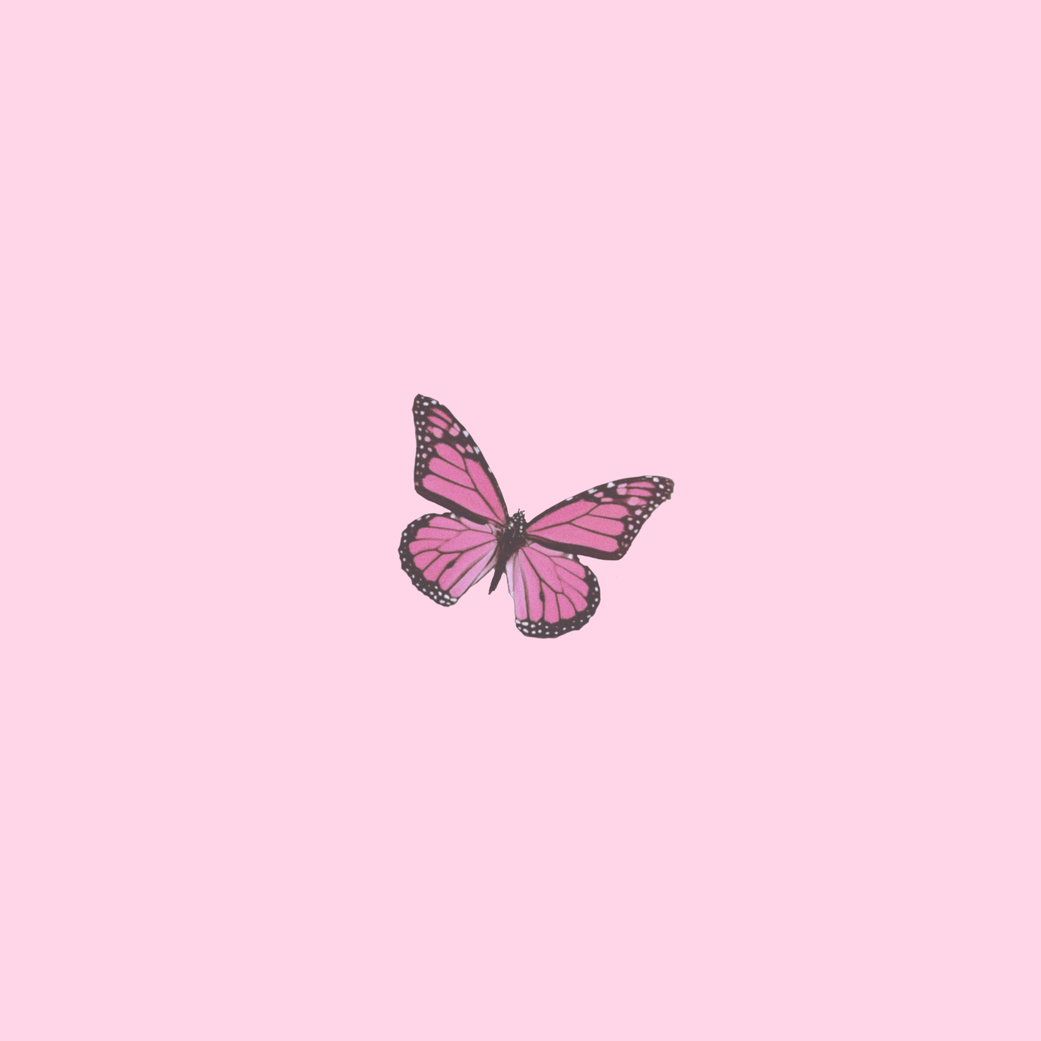 Aesthetic Wallpaper Pink Butterfly / Best Pink Butterfly Wallpaper Hd ...