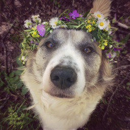 puppy dog pet flowers flower freetoedit