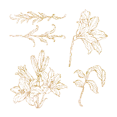 freetoedit leaf leaves goldenleaf goldenleaves