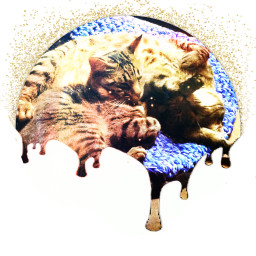 freetoedit cats catedits cuteanimals catsofpicsart catslove