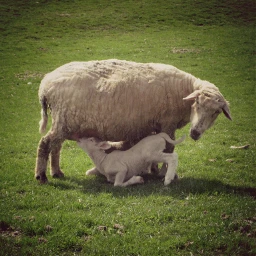 mom baby sheep lamb pccelebratingmom