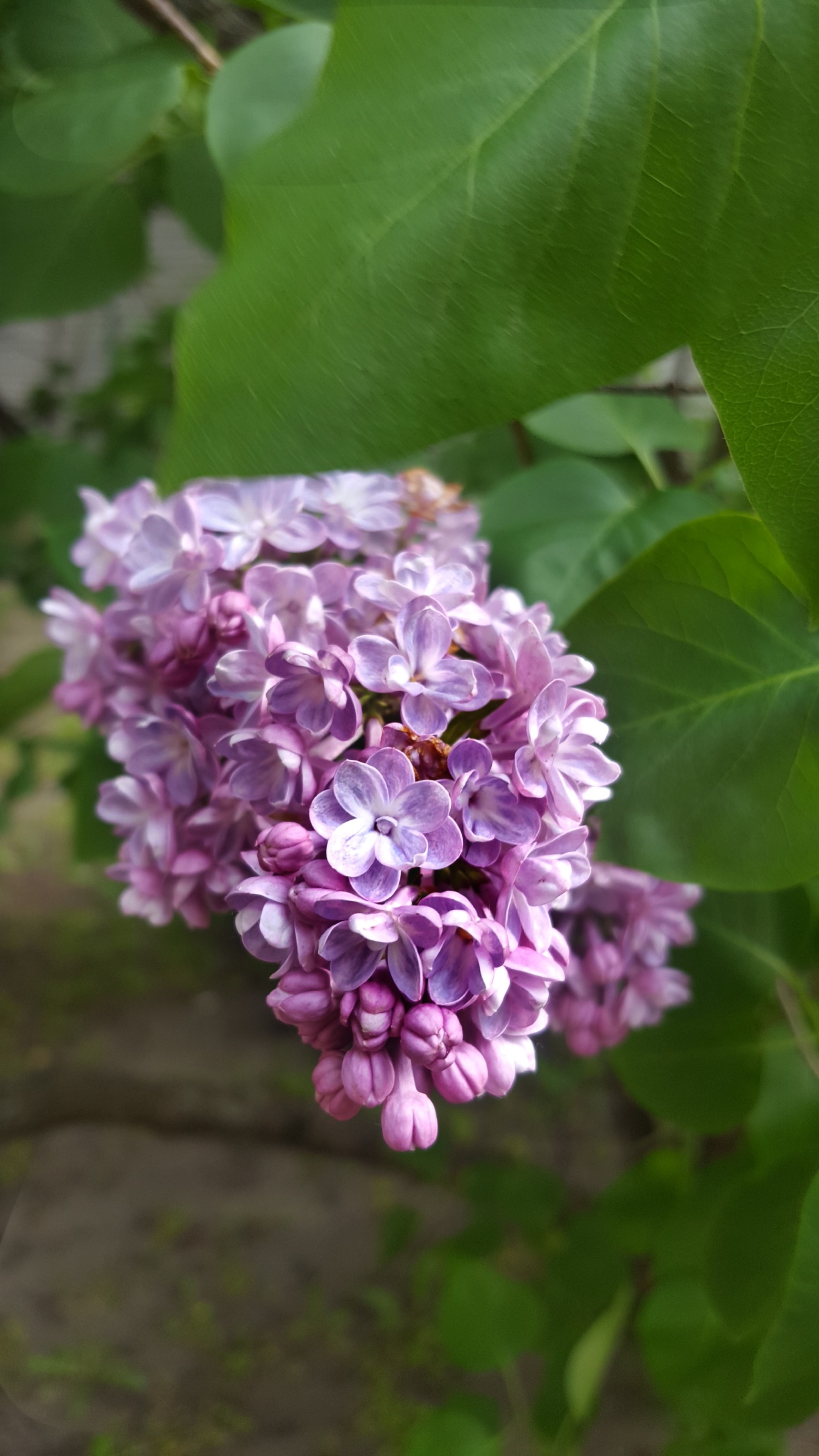  #freetoedit #bunia0914 #myphoto #garden #mygarden #spring #springtime #nature #plant #plants #flowers #flower #tree #lilac #pink #purple #pinkflower #lil