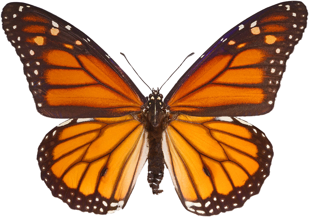 butterfly papillon brown marron sticker by @laraadcst