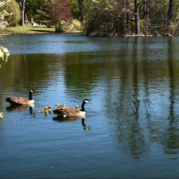freetoedit nature geese lake spring