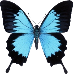 freetoedit aesthetic butterfly bluebutterfly vintage