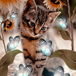 freetoedit creative surreal cat butterfly