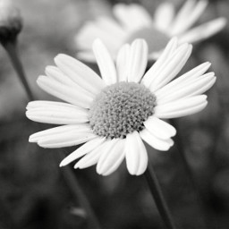blackandwhite flower