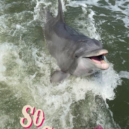 ocean dolphin fishing cuteanimals freetoedit