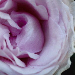 rose flower pink purple photography freetoedit