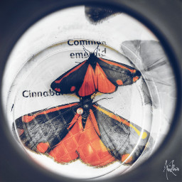 freetoedit moth cinnabar nature beauty
