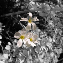 freetoedit blackandwhite flowers white yellowandwhite eccolorpop colorpop colorsplash