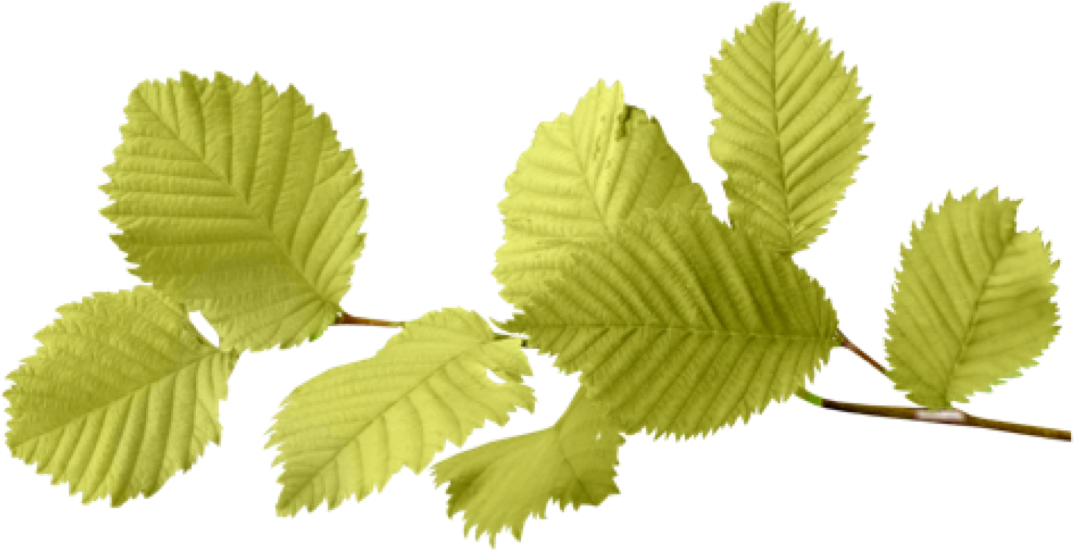 leaves leaf nature aesthetic background sticker by @arose_sg