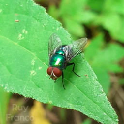 fly mosca insecto