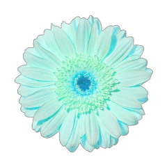 freetoedit flower floweraesthetic aesthetic blue