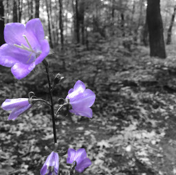purple blacknwhite challenge flower eccolorpop colorpop colorsplash