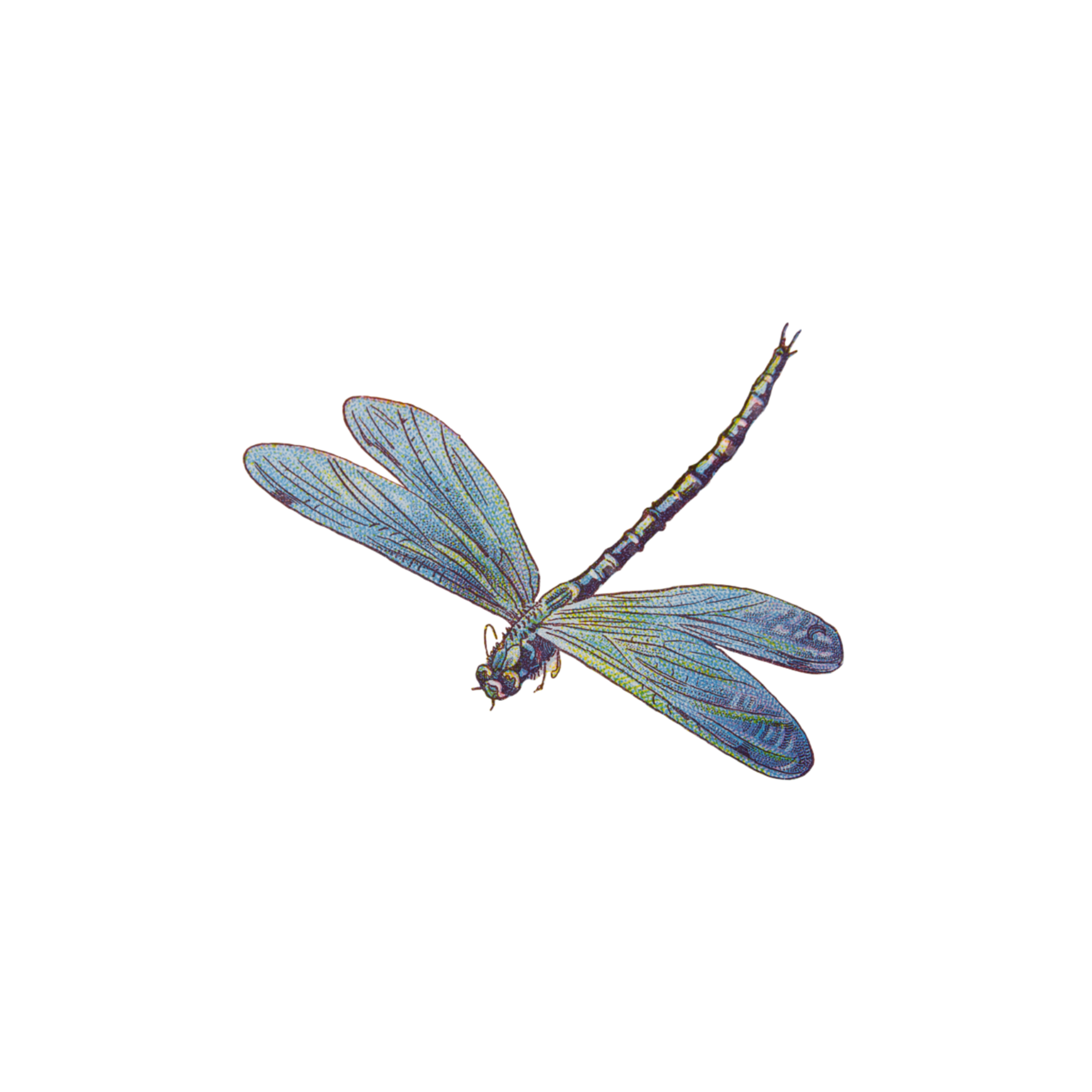 freetoedit dragonfly #freetoedit sticker by @tracymarma