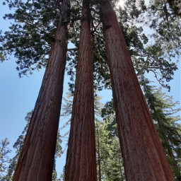 noedit bigtrees sequoianationalpark california nature