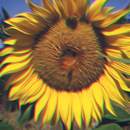 freetoedit sunflower myphoto photography oilpaintingeffect