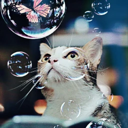 freetoedit burbujas bubbles cat butterfly rcbubblebubble bubblebubble